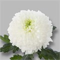 Хризантема-Chrysant-Magnum-62cm-TB 18d580a3-9d69-11f0-0a80-0d170000eaf2