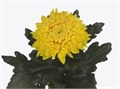 Хризантема-Chrysant-Letto-62cm-TB 18d7b00c-9d69-11f0-0a80-0d170000eaf5
