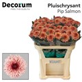 Хризантема одн-Chrysant Gr-Pip Salmon-70cm-75gr 18d95a91-bfa6-11ec-0a80-0b4c00087df0