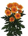 Хризантема-Chrysant-Pumba-62cm-TB 18d9cbbd-9d69-11f0-0a80-0d170000eaf8