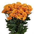 Хризантема-Chrysant-Kaya-62cm-TB 18dbee3c-9d69-11f0-0a80-0d170000eafb