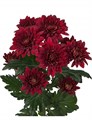 Хризантема-Chrysant-Rabello-62cm-TB 18de1320-9d69-11f0-0a80-0d170000eafe