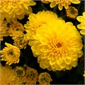 Хризантема-Chrysant-Michelle-62cm-TB 18e07743-9d69-11f0-0a80-0d170000eb01