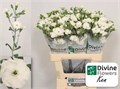 Гвоздика-Dianthus-Te Solomio Ken-60cm 18e11619-54e6-11ef-0a80-156d000e7dbf