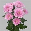 Хризантема-Chrysant-Kalimba-62cm-TB 18e3028a-9d69-11f0-0a80-0d170000eb04