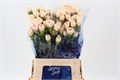 Гвоздика ст-Dianthus st-Apple Tea-60cm 01da78bb-bfa4-11ec-0a80-0b4c00068b30