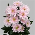 Хризантема-Chrysant-Pastella Pink-62cm-TB 18e5b664-9d69-11f0-0a80-0d170000eb07