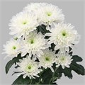 Хризантема-Chrysant-Pinacolada White-62cm-TB 18e8866a-9d69-11f0-0a80-0d170000eb0a