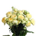 Роза куст-Rosa sp-Peony Bubbles-52cm-TB 18eb6b26-9d69-11f0-0a80-0d170000eb0d