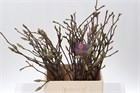 Магнолия-Magnolia-Grandiflora-60cm 2a01c854-c8be-11ee-0a80-150e00120228