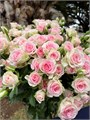 Роза куст-Rosa sp-Good Mood-52cm-TB 18ee14a6-9d69-11f0-0a80-0d170000eb10