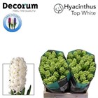 Гиацинт-Hyacinthus-Top White-30cm 306e2460-bfa4-11ec-0a80-0b4c0006b6ac