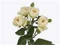 Роза куст-Rosa sp-Royal Park-52cm-TB 18f1d4b5-9d69-11f0-0a80-0d170000eb13