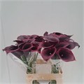 Калла-Zantedechia-Capt Palermo-60cm 01db3968-73cd-11f0-0a80-01d40001330c