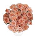 Роза куст-Rosa sp-Baby Rosever-50cm-VG 18f71309-7f26-11f0-0a80-16d30009b1bf