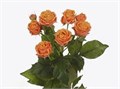 Роза куст-Rosa sp-Coral Bubble-52cm-TB 18f9744d-9d69-11f0-0a80-0d170000eb1c