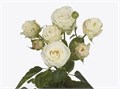 Роза куст-Rosa sp-Princess Bombastic-52cm-TB 18fbd7ea-9d69-11f0-0a80-0d170000eb1f