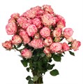Роза куст-Rosa sp-Secret Magic-52cm-TB 18fe8845-9d69-11f0-0a80-0d170000eb22