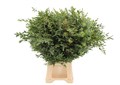 Эвкалипт-Eucalyptus-Parvifolia-350gr-GW 1900fcfa-b741-11ed-0a80-0d16000a1d15