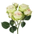 Роза куст-Rosa sp-Bellalinda Cream-50cm-VG 19019ed5-7f26-11f0-0a80-16d30009b1c5