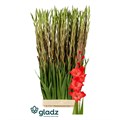 Гладиолус Gr-Gladiolus Gr-For Evigt-125cm-190gr 01e54b05-7f55-11f0-0a80-16d3001bd051