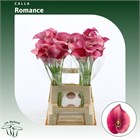 Калла-Zantedechia-Romance-65cm 461495ae-4f75-11f1-0a80-0be800241588