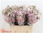 Ваксфлауэр-Chamelacium-Un Danc Queen-70cm-65gr 46197a64-4f75-11f1-0a80-0be80024158b