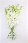 Дендробиум-Dendrobium-Big White S-45cm 47515928-4f75-11f1-0a80-0be8002415d1
