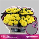 Хризантема одн-Chrysant Gr-Superbowl Yellow-70cm-75gr 475f8dd1-4f75-11f1-0a80-0be8002415da