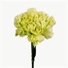 Гвоздика-Carnation-Jungle 4809dcc4-17a9-11f1-0a80-07d80009b730