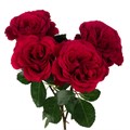 Роза куст-Rosa sp-Bellalinda Love-50cm-VG 19056d9a-7f26-11f0-0a80-16d30009b1c8