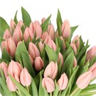 Тюльпан-Tulip-En Tijs Boots-42cm-34gr 489b962e-3373-11f1-0a80-11d6000062d6