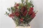 Каллистемон-Callistemon Per Bunch-60cm-300gr 4b71dae6-4ae7-11f1-0a80-0dec006479fa