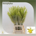 Эремурус-Eremurus-Stenophyllu-80cm 4b7e5299-4ae7-11f1-0a80-0dec006479fd