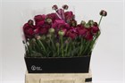 Ранункулус-Ranunculus-Amandine Violine-42cm-52gr 4b9f6c13-4ae7-11f1-0a80-0dec00647a03