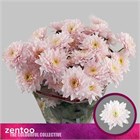 Хризантема куст-Chrysant Tr-Pastela Rose-70cm-100gr 4bed2b7f-4ae7-11f1-0a80-0dec00647a0c