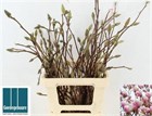 Магнолия-Magnolia-Ov-100cm 4da09cb1-ff7c-11ef-0a80-17d70004a7de