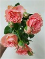 Роза куст-Rosa sp-Special Dimension-52cm-TB 1906853c-9d69-11f0-0a80-0d170000eb2b