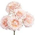 Роза куст-Rosa sp-Wedding Rosever-50cm-VG 1907c63b-7f26-11f0-0a80-16d30009b1cb