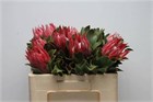 Протея-Protea-Cy Madiba-50cm 50d13e7c-148d-11f1-0a80-1761003f6a0b
