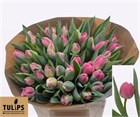Тюльпан-Tulip-Du Brindisi-38cm-38gr 512f1c96-148d-11f1-0a80-1761003f6a3a