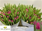 Тюльпан-Tulip-En Pink Ardour-40cm-45gr 5169fb7a-148d-11f1-0a80-1761003f6a65