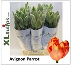 Тюльпан-Tulip-Pa Avignon Parrot-60cm-75gr 51732619-148d-11f1-0a80-1761003f6a7c