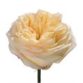 Роза-Rosa-Blush Xpression-50cm-FS 190a2a01-7f26-11f0-0a80-16d30009b1ce