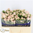 Роза куст-Rosa tr-Bombastic--60cm 5399837d-bfa5-11ec-0a80-0b4c0007d1ca
