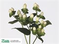 Хиперикум-Hypericum-White Coco Uno-70cm 01e8af11-5444-11ed-0a80-0d6d0014ca40