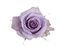 Роза-Rosa-Ocean Song-60cm-NF 56c1c91d-1492-11f1-0a80-0513001f50f5