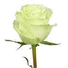 Роза-Rosa-Lemonade-50cm-BA 56c4f06f-1492-11f1-0a80-0513001f50f8