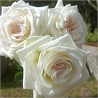 Роза-Rosa-White Ohara-60cm-BA 56cb11bc-1492-11f1-0a80-0513001f50fe