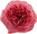Роза-Rosa-Candy Xpression-50cm-FS 190c8502-7f26-11f0-0a80-16d30009b1d1
